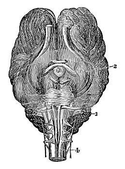 Base of Brain of a Horse vintage illustration