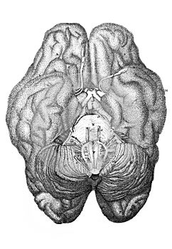 Base of brain in the old book The Encyclopaedia Britannica, vol. 1, by C. Blake, 1875, Edinburgh