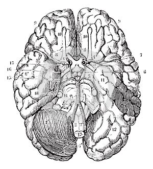 Base of the brain, vintage engraving