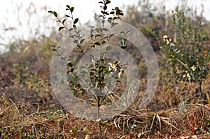 Base of Camellia oleifera