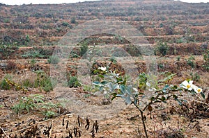 Base of Camellia oleifera photo