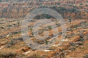 Base of Camellia oleifera photo