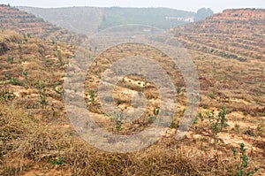 Base of Camellia oleifera 01