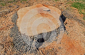 Base of a freshly cut evergreen ash tree.