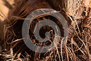 The base of a growing palm kernel tree