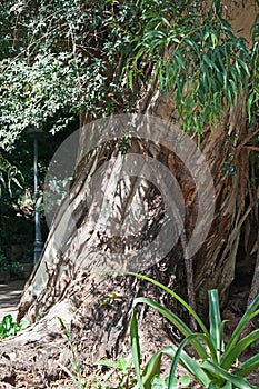 BASE OF LARGE TREE BLUE GUM TREE TRUNK