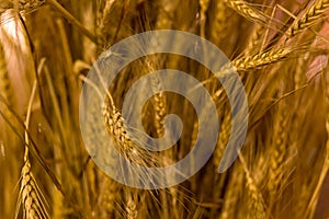 Base long golden ears background vegetative rustic design cereal plants close-up mature grains base of bread flour