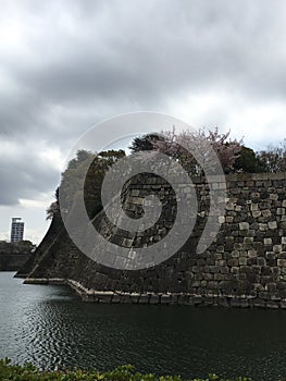 Base of Osaka Castle with sakura tree