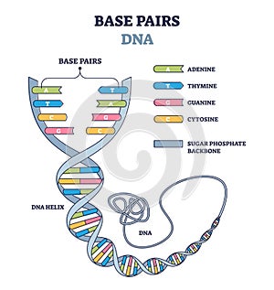 Base pairs of the DNA molecule chains, vector illustration outline diagram photo