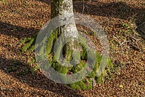 The base and roots of a tree are covered in green moss, surrounded by a carpet of dry leaves, Badia Prataglia, Italy