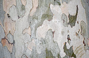 Base of a Sycamore Platanus acerifolia tree along a walking path in the heart of Laguna Woods, California.