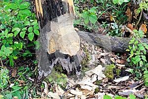 The base of tree being chewed by a beaver