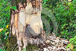 The base of tree being chewed by a beaver