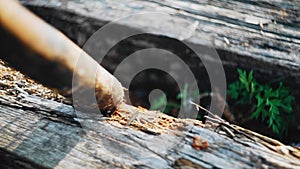 A baseball bat splinters an old wooden log. Strikes on the tree.