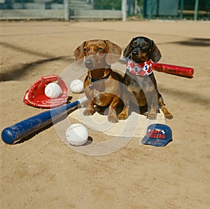 Baseball dachshund weiner dogs sitting on home plate photo