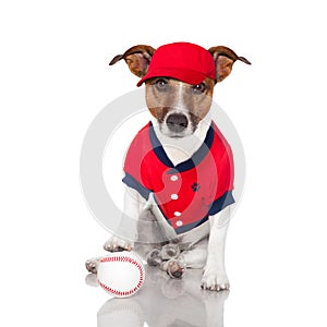 Baseball dog