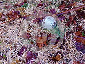 Baseball in the grass amongst dead leaves