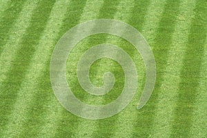 Baseball Stadium Grass