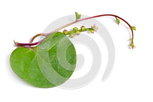 Basella alba or including Malabar spinach, vine spinach, and Ceylon spinach. Isolated on white background