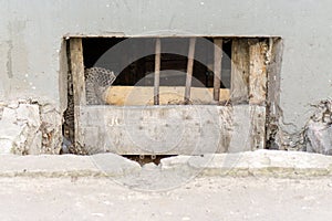 Basement window with broken bars