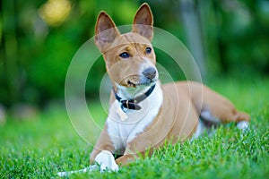 Basenji photo