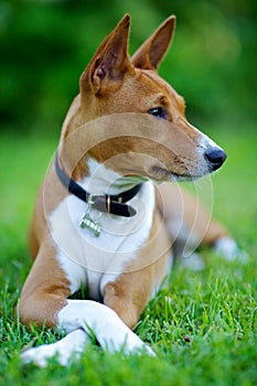 Basenji photo