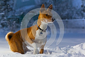 Basenji