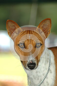 Basenji photo