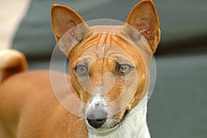 Basenji