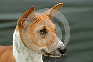 Basenji photo