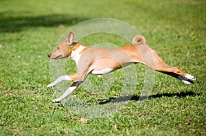 Basenji photo