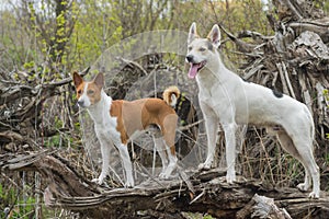 Basenji with cross-breed of hunting and northern dogs standing on a root of fallen tree