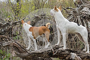 Basenji with cross-breed of hunting and northern dogs standing on a root of fallen tree
