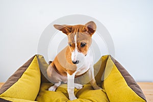 Basenji cute puppy dog sitting in dog mat on white wall background.