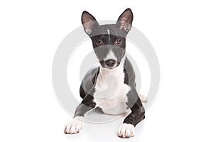 Basenji dog