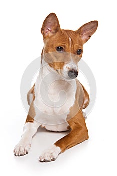 Basenji dog