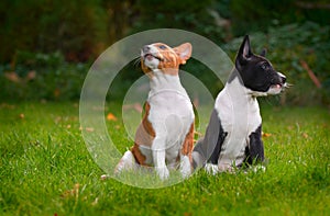 Basenji dog photo