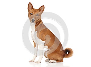 Basenji dog