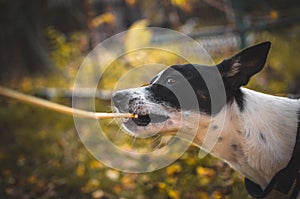 Basenji dog bites a branch on an autumn background