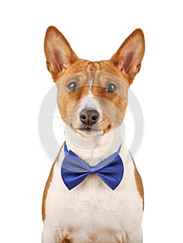 Basenji dog in a bow tie isolated on the white background