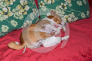 Basenji dog with broken bandaged hind feet lying on a sofa with thermometer in the anus