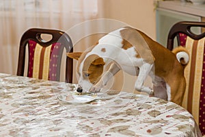 Basenji dog controls amount of leftovers on a dinner table