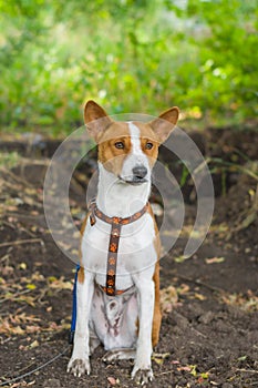 Basenji dog feels ok sitting on the dirty earth