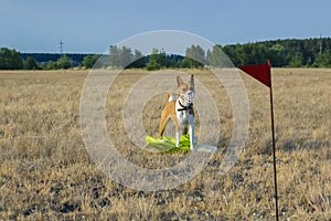 Basenji dog in a field in a muzzle for coursing.