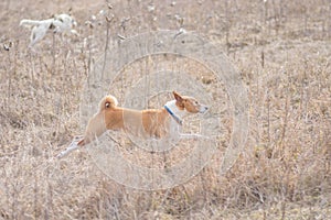 basenji dog galloping in wild grass while hunting outdoors