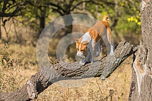 Basenji dog goes down to its troop from the leader's pedestal