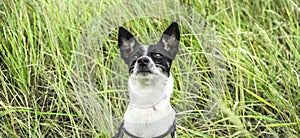 Basenji dog in green field portrait for banner