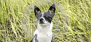 Basenji dog in green field portrait for banner