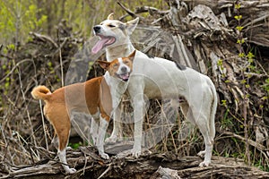 Basenji dog with its bigger friend