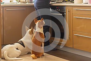 Basenji dog with its mixed breed white friend sitting near stove and patiently waiting till their master finish cooking